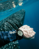 Picture of NY0155-58X | Promaster “Fugu” Diver (Green)
