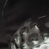Picture of Lalique Cactus-2 Finger Bowl