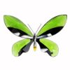 Picture of 'Anamosa' Exotic Butterfly Figurine with Stand #622739 by Swarovski Crystal