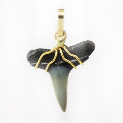Picture of 14k Yellow Gold Shark Tooth Pendant