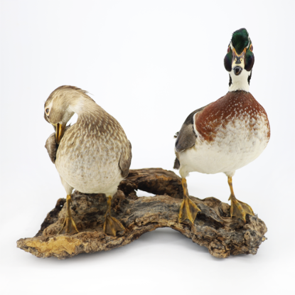 Picture of Taxidermy Wood Duck Pair – Drake & Hen Perched Mount
