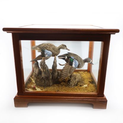 Picture of Taxidermy Twin Ducks Flying in Wooden/Glass Display Case