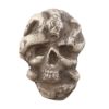 Picture of Skull And Snake