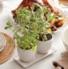 Picture of New 3-Piece Herb Pot Set